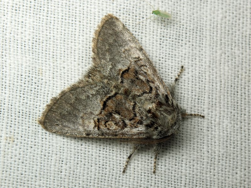 Colocasia coryli (Linnaeus, 1758)